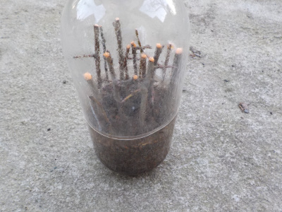 プルーンの挿し木