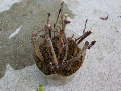 プルーンは簡単に枯れる