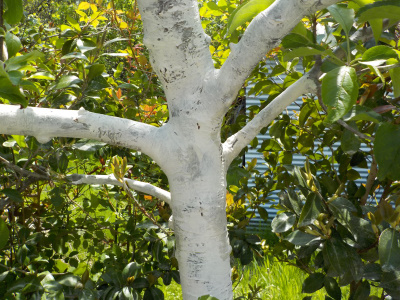 リンゴにガットサイドSを塗布