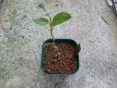 リンゴの実生苗