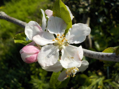 リンゴの受粉作業