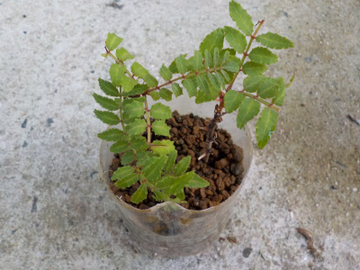 山椒の挿し木は簡単