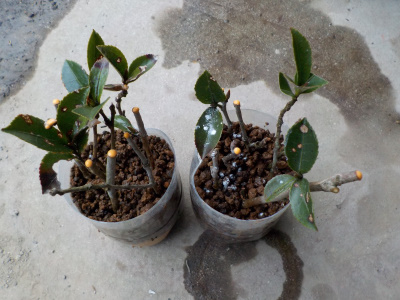 サザンカの挿し木