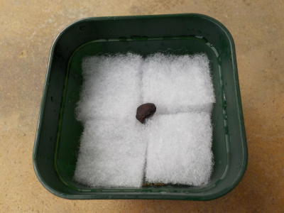 サザンカの苗植え