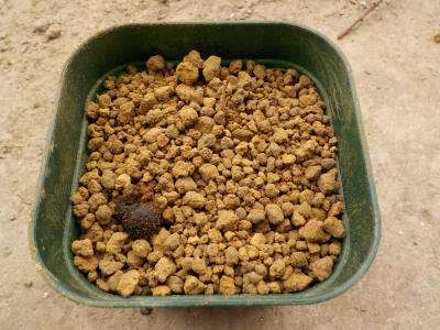 サザンカの苗植え