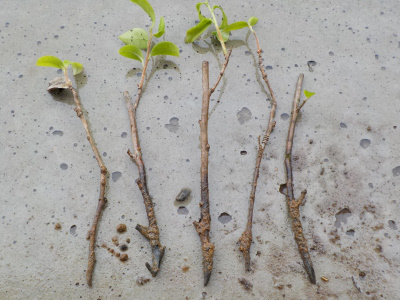 サザンカの挿し木に根っこがない