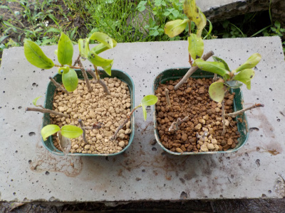 サザンカの根っこがないけど植え替え