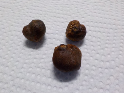 白い花のサザンカの種