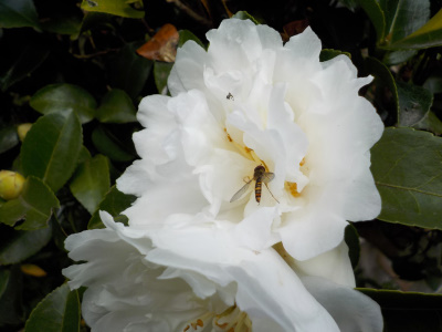 昆虫とサザンカ