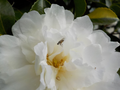 ハエみたいなのとサザンカ