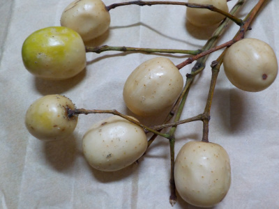 出雲大社の栴檀