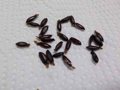 センダンの種子