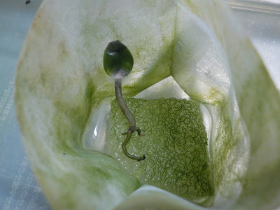 シキミが枯れる