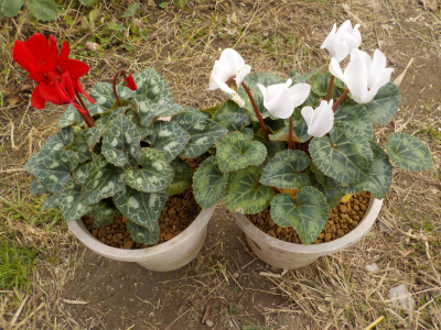 紅白のガーデンシクラメン
