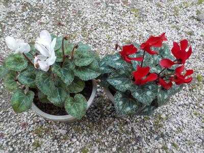 今年買ったガーデンシクラメン紅白