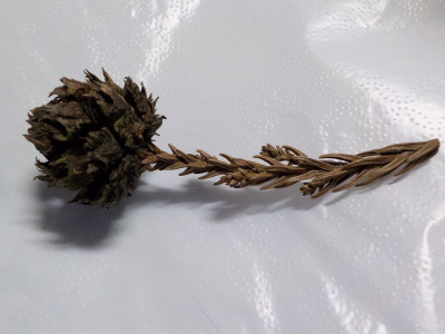 杉のまつぼっくり