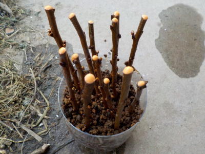 スモモの挿し木