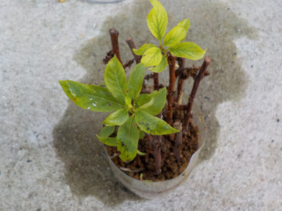 スモモの密閉挿し木