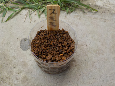 スモモの種蒔きは成功するのか？