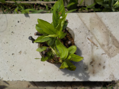 スモモの挿し木は成功