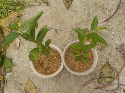 スモモの挿し木を植え替え