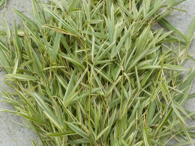 竹の葉サーラサラ