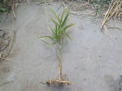 引っこ抜いた竹