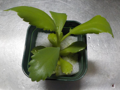 子宝弁天草の水耕栽培