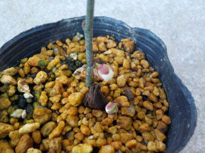 梅の挿し木　蕾