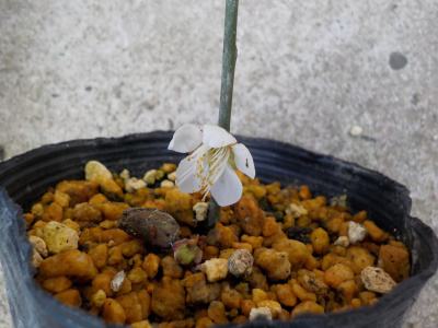 挿し木のお目の花