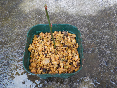 挿し木の梅の植え替え