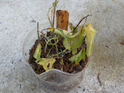 シオシオでシワシワの梅の挿し木