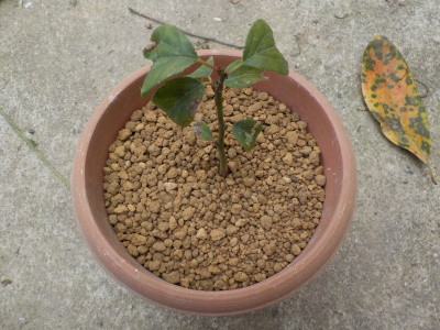 挿し木の梅の植え替え