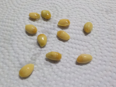 japan 柚子の種を育てることにしました。 1月