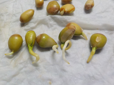 japan 柚子の根っこが出ました。 2月