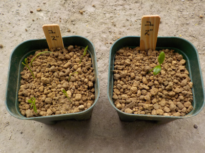 japan 柚子を土に植え替えしました。 4月