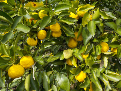 japan 柚子が大量に実っています。 11月