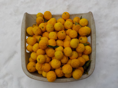 japan 雪の重みで柚子の木が折れました。 12月