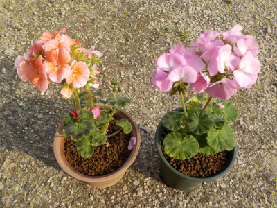 安売りのゼラニウム