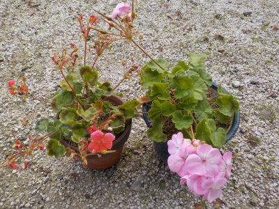 一般的な普通のゼラニウム