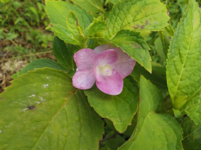 夏に咲くアジサイ