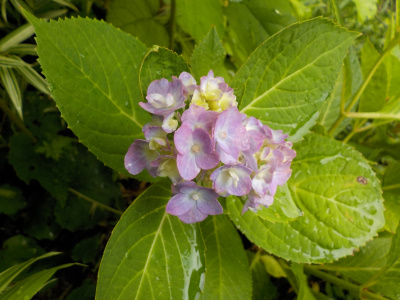 秋に咲くアジサイ