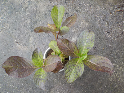 アジサイの植替え　底面給水鉢