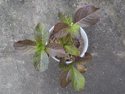 アジサイの植替え　サイズアップ