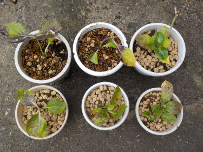 アジサイの植替え　挿し木の鉢上げ