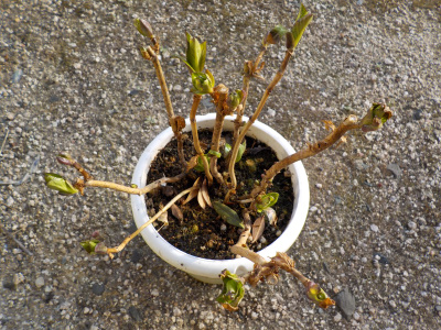 アジサイ銀河の冬越し