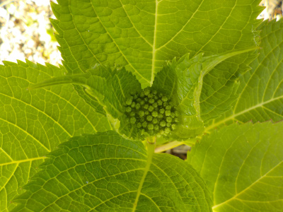 アジサイのツボミ