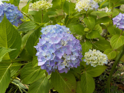 霧島の恵みが開花