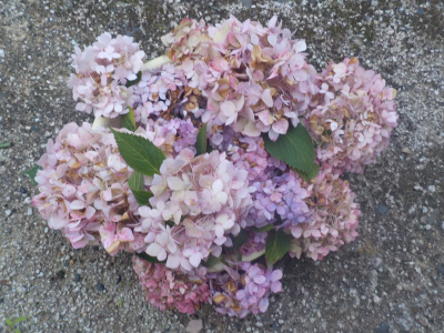 アジサイの花柄摘み