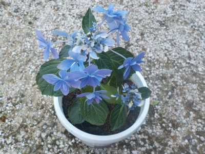 挿し木1年目の銀河